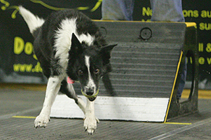 Bizzz-Quick, 2008 Clyde Moore Hall of Fame