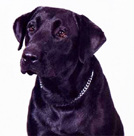 Vesta - 1995 Clyde Moore Hall of Fame