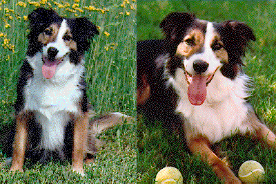 Zeke, 1995 Clyde Moore Hall of Fame